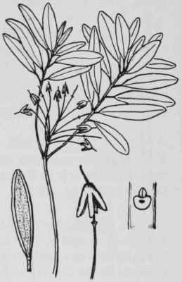 Fig. 241. Ledum groenlandicum