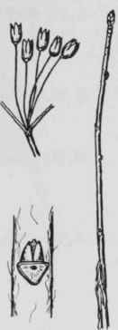 Fig. 250. Menziesia pilosa