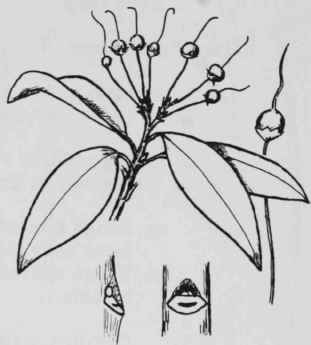 Fig. 251. Kalmia latifolia