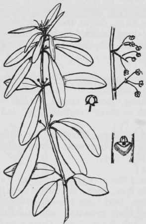 Fig. 252. Kalmia angustifolia