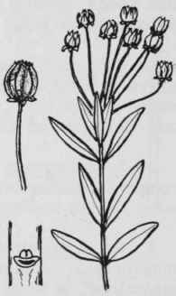 Fig. 253. Kalmia polifolia