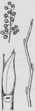 Fig. 256. Lyonia ligustrina