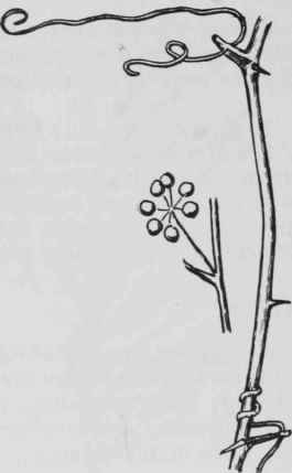 Fig. 26. Smilax glauca
