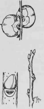 Fig. 275. Diospyros virginiana
