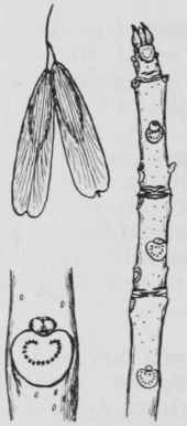Fig. 280. Fraxinus nigra