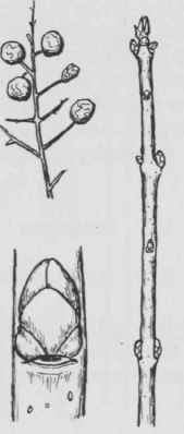 Fig. 284. Ligustrum vulgare