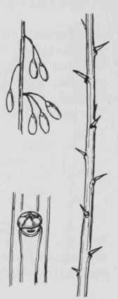 Fig. 286. Lycium halimifolium