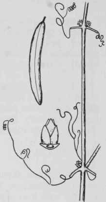 Fig. 289. Bignonia capreolata