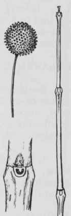 Fig. 292. Cephalanthus occidentalis