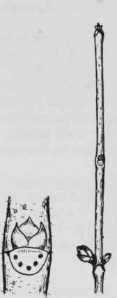 Fig. 312. Sambucus pubens