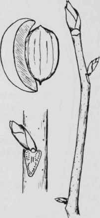 Fig. 44. Carya ovata