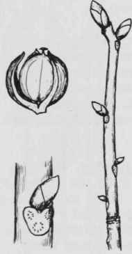 Fig. 48. Carya ovalis