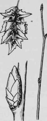 Fig. 52. Carpinus caroliniana