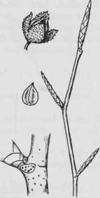 Fig. 61. Fagus grandifolia