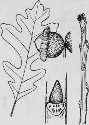 Fig. 67. Quercus macrocarpa