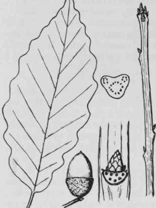 Fig. 71. Quercus prinus