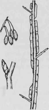 Fig. 84. Ulmus alata