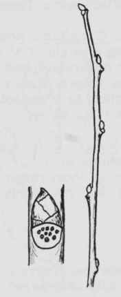 Fig. 88. Morus alba