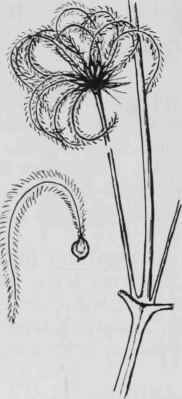 Fig. 95. Clematis viorna