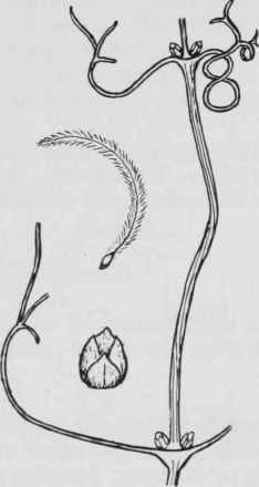 Fig. 96. Clematis verticiIlaris