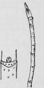 Fig. 97. Xanthorhiza simplicissima
