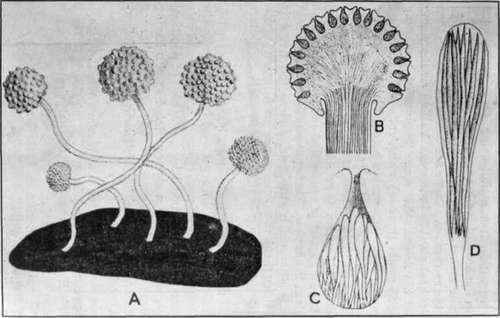 Fig. 1.   Formation of ascospores in Ergot