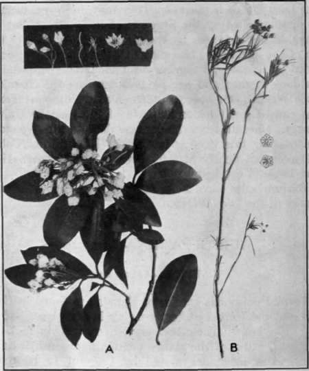 Fig. 14. Mountain Laurel