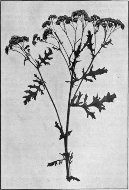 Fig. 17. Ragwort