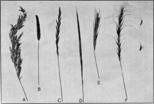 Fig. 2.   Heads of some grasses infected with Ergot 