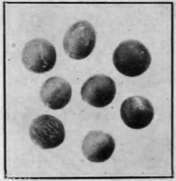 Fig. 22. Seeds of Wild Mustard