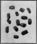 Fig. 23. Seeds of Tumbling Mustard