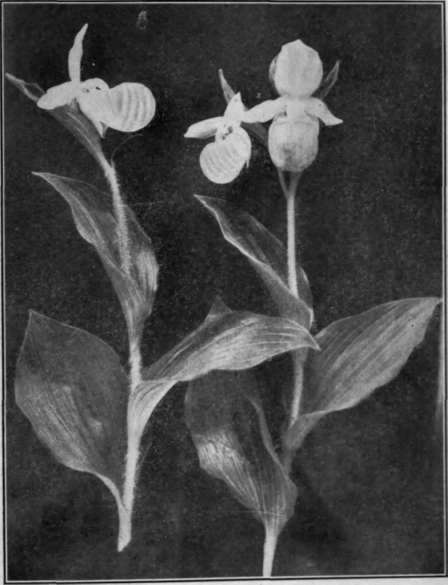 Fig. 30.   Showy Lady slipper 