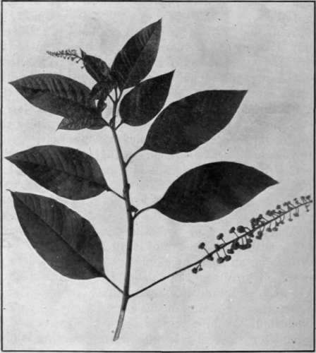 Fig. 32.   Pokeweed 