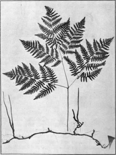 Fig. 4. Bracken Fern
