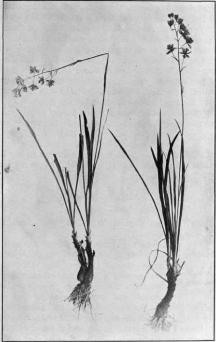 Fig. 6. Swamp Camas