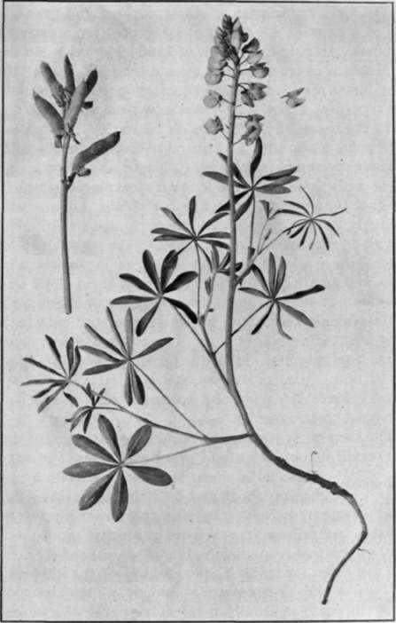 Fig. 7.   Common Lupine 