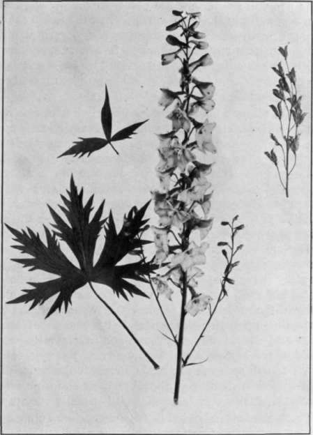 Fig. 9. Larkspur