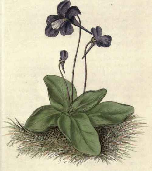 AT BUTTERWORT. Pinguicula grandiflora.