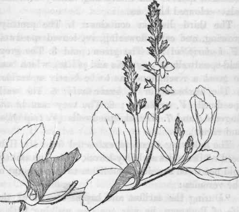 Brooklime.   Veronica beccabunga.