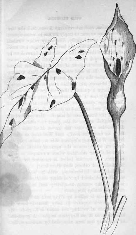 Common Cuckoo Pint. Arum maculatum.