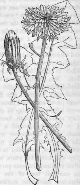 Dandelion. Leontodon taraxacum.