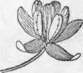 Male Flower of the Hop (magnified).