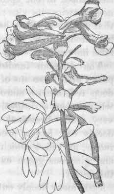 Ramping Fumitory (Fumaria capreolata).