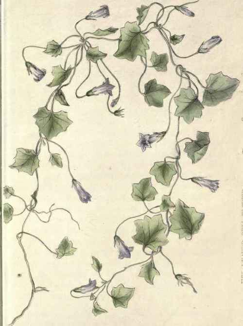 THE BELL FLOWER.