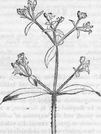 Wild Madder.   Rubia perigrina.