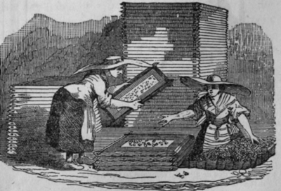 Fig. 399. Frames with inodorous Fat for extracting Flowers