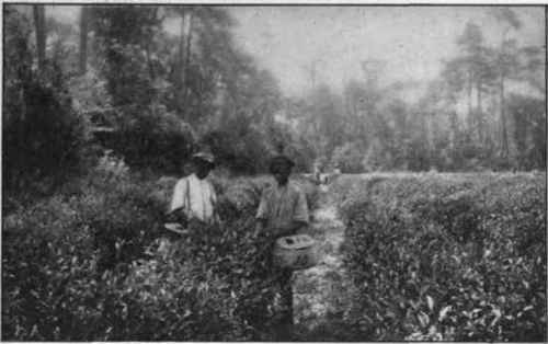 Fig. 13.   Tea bush at Pinehurst, Summerville, S. C. (Courtesy of the late Dr. Shepard.)