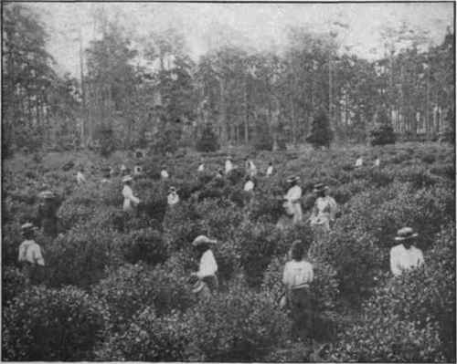 Fig. 14.   Colored children plucking tea at Pinehurst, Summerville, S. C. (Courtesy of the late Dr. Shepard.)