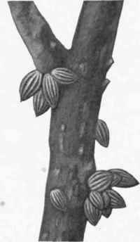 Fig. 16.   Branch of tree with pods attached.
