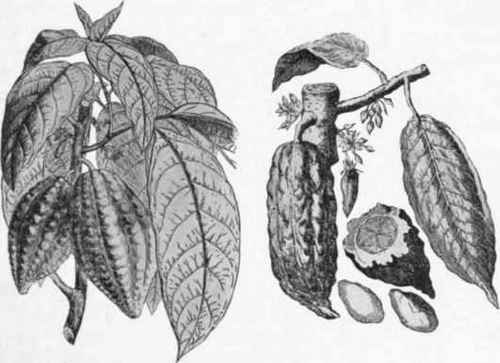 Fig. 17.   Pods and leaves.